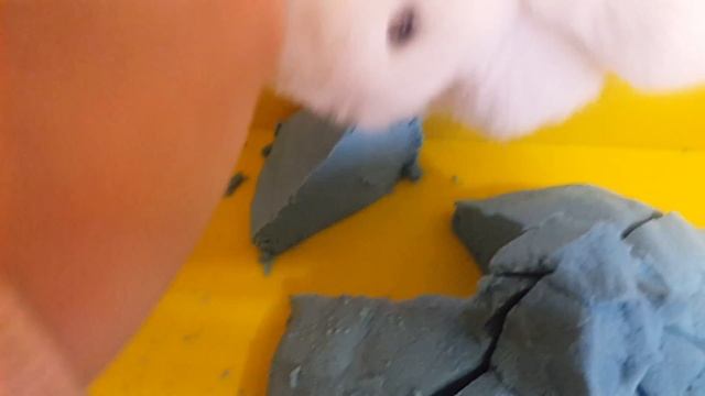 Перше відео на каналі Кролик Снежок