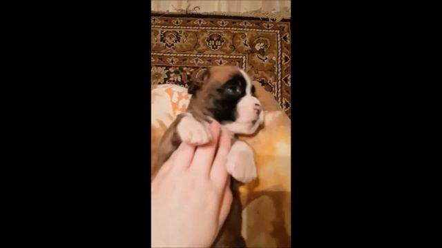 НВХ Ютан 3 недели