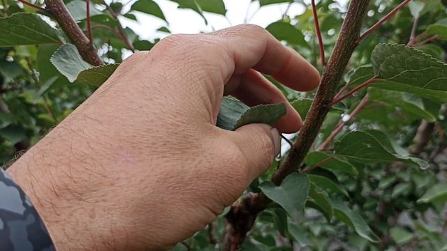 Обзор результатов летней обрезки деревьев через месяц. Оценка молодого прироста.#сад #обрезка