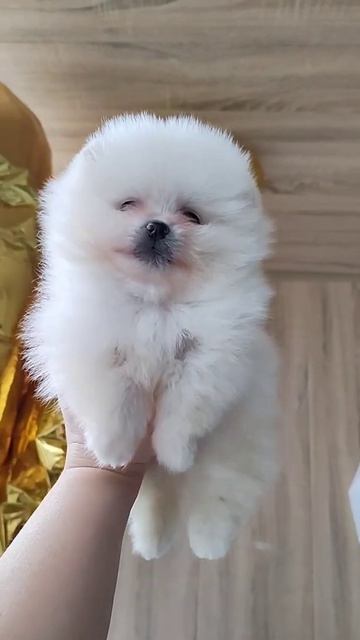 померанский шпиц мальчик мини