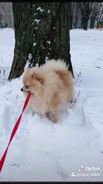 Шпиц и снег. Зимняя прогулка.
