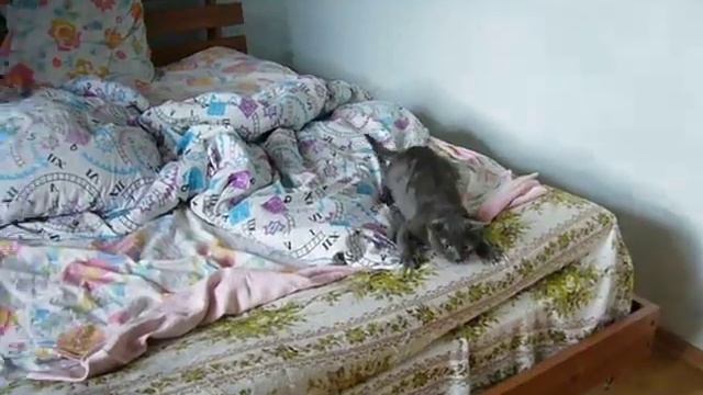 Лапа скачет по кровати и ловит игрушку