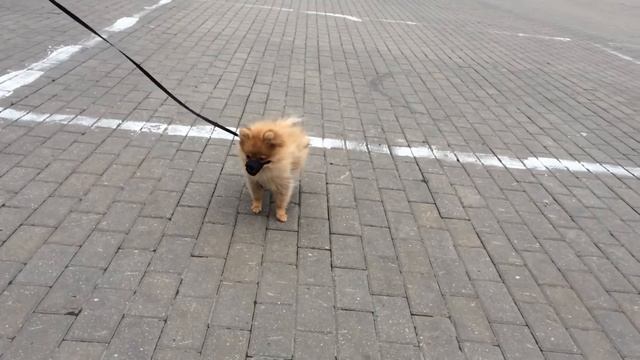 Стефан шпиц #12