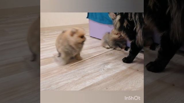 ❤️❤️❤️Померанские шпицы в поисках своих семей! 🤗🤗🤗