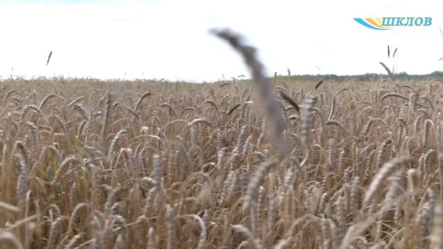 В поле зрения: прокуратура проверяет ход уборочной кампании.