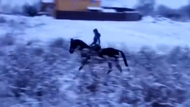 жеребец с характером