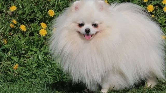 ПОМЕРАНСКИЙ ШПИЦ