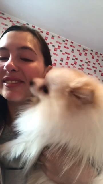 Когда я плачу он рядом #пушистыйдруг #шпиц #бонди #щенок #собака #пес #мило #белыйшпиц #кремовыйшпи