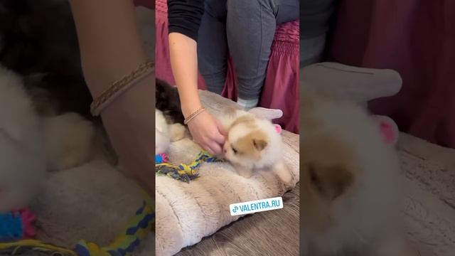 Шпиц. Щенкам 1,5 месяца #купитьщенка #puppy #шпицмишка  #shpitz #купитьшпица #минишпиц #шпиц