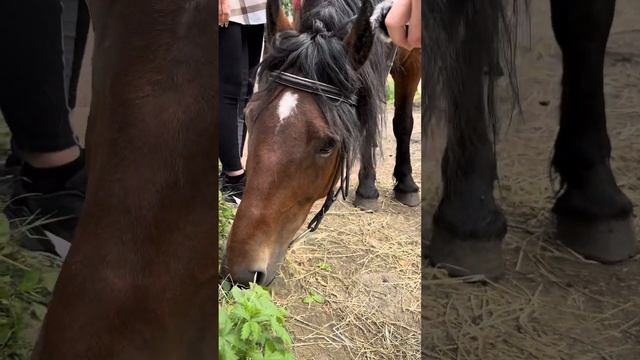 Интересно кони скачут! Интервью с кабылоподобными☺️😎 #интервью  #животные #animals #world #intervie