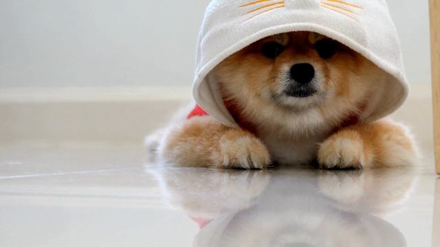 Померанский шпиц в капюшоне