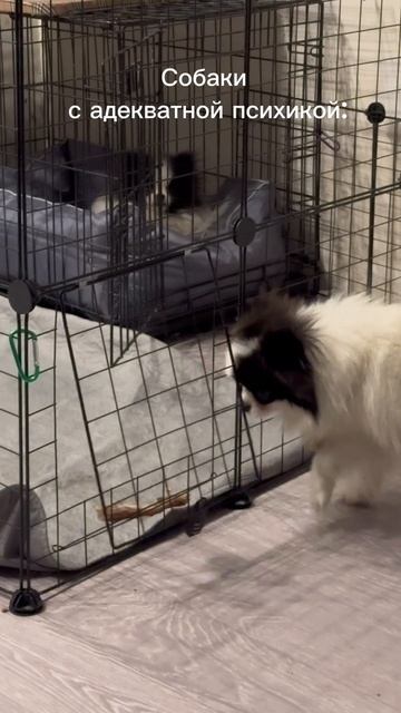 #шпиц #патиколорныйшпиц #померанскийшпиц #немецкийшпиц #вольердляшпица