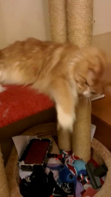 Мейнкун ТВ: Медвежонок Барни)