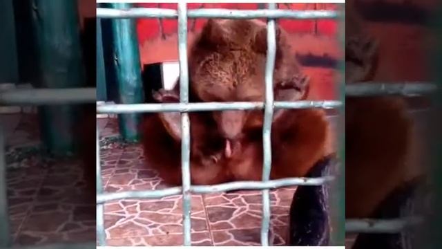 Медведь сосёт сам себе