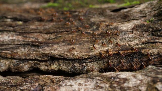 животные Жорин кр