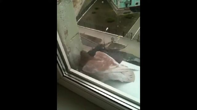 Бои без правил?