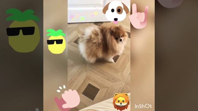 Шпиц гимнаст спортсмен и просто красавчик наш Вегос смотрите учитесь )) всем позитива Spiz шпиц