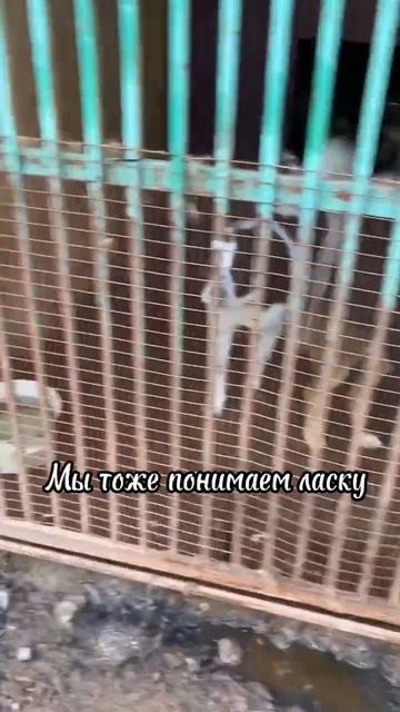 они тоже хотят быть любимыми.....
