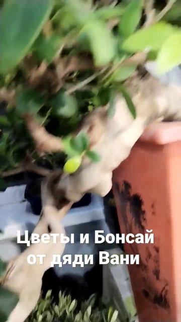 Цветы и Бонсай для дома дачи и офисов работают в Москве +79100092670