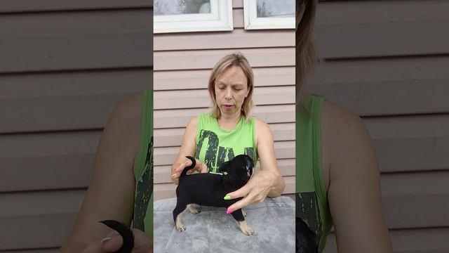 Продажа Мальчик. Шикарный Бутус!