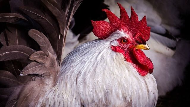 Пение Петуха. Петух Кукарекает. Крик Петуха. Звук Петуха