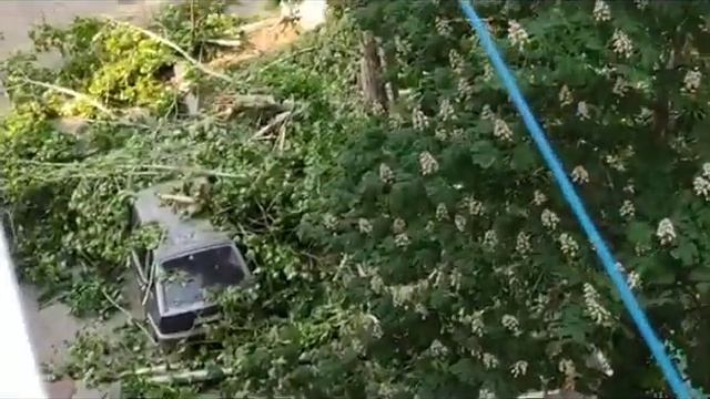 Упало дерево на Соколовой горе