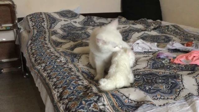 Снежка и игрушка