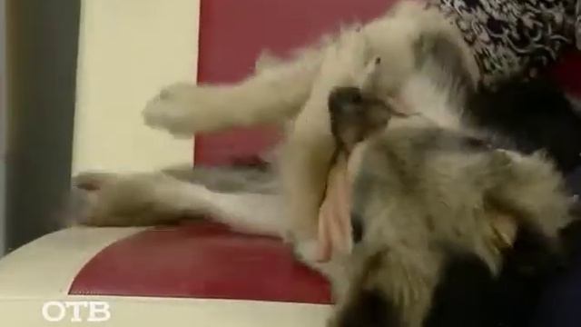 Знакомство с питомцами: щенок Тотошка ищет хозяев