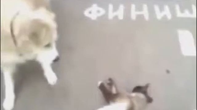 Прикол   дохлый, или