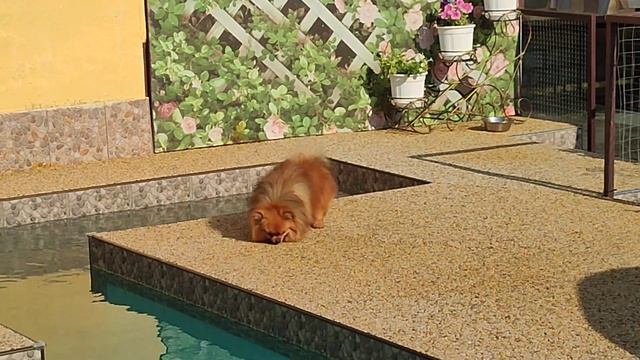 💥 Скидка 💥 Мальчик Померанский шпиц Жофрей 🔥 в поиске семьи Продажа доставка по миру цена 50т.р