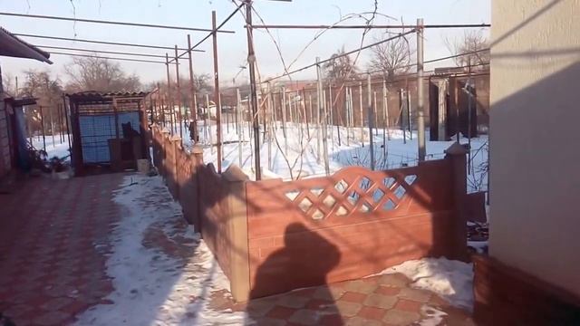 Виноградник зимой