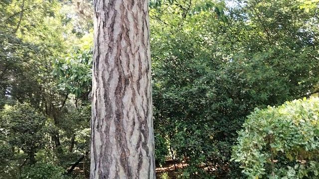 Гурзуф. Центр парка..