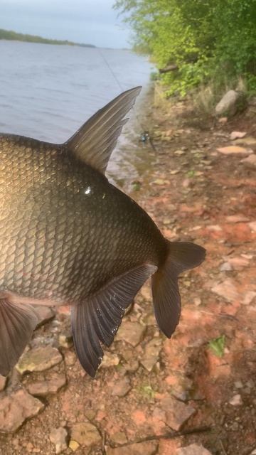 Первый лещ !2025