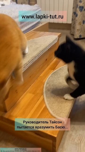 Бася не лентяйничает, а рекламирует лестницу для соба?