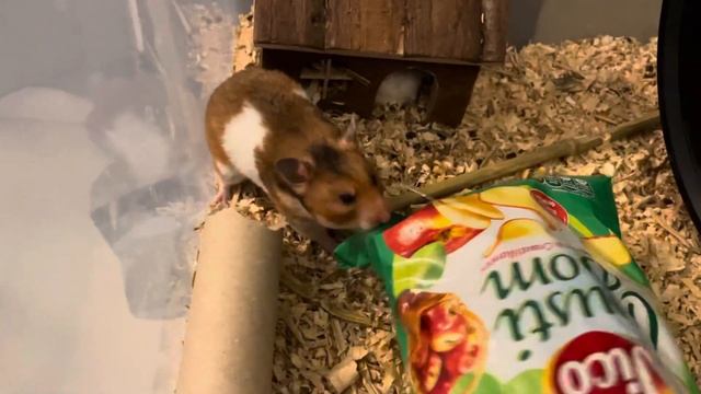 Скучающий хомяк - горе в семье…