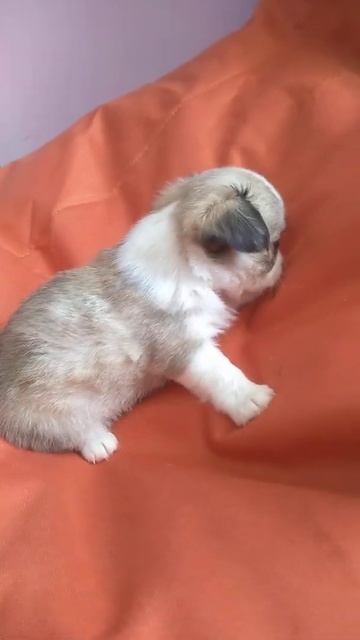 Длинношерстный мальчик чихуахуа Симферополь продажа