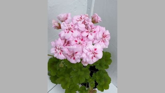 2027f4276bef6585980653d4df349453