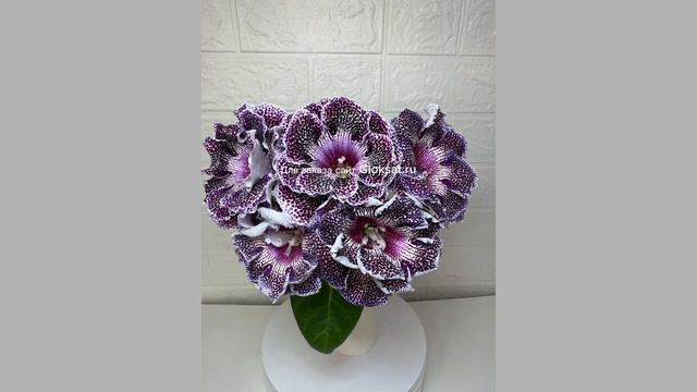 8e102ff3f191534c148ad3ba0d37a80a