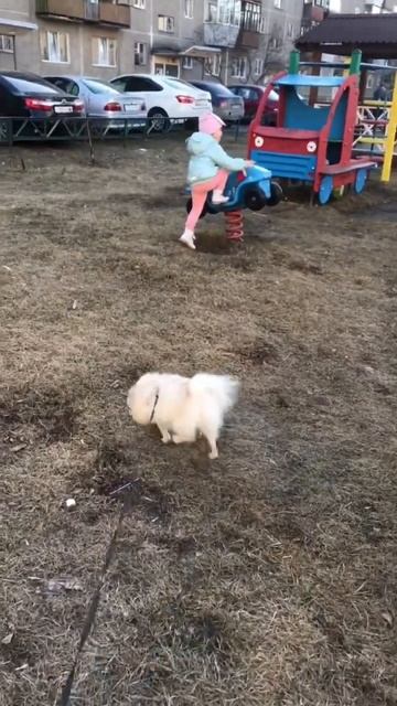 Булка на прогулке #малыйшпиц  #немецкийшпиц #собаки #шпиц #собакадругчеловека #напрогулке #собака