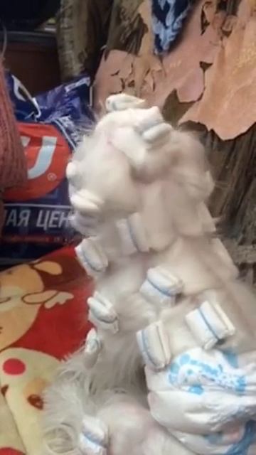 На днях были мы в гостях с Лучиком! :) Концерт нам дал, фанатеет видать от  Д.Билана! :)