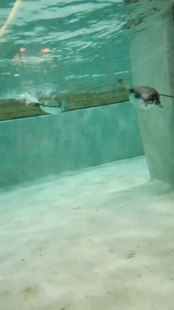 какие красивые пингвины! фантастика!