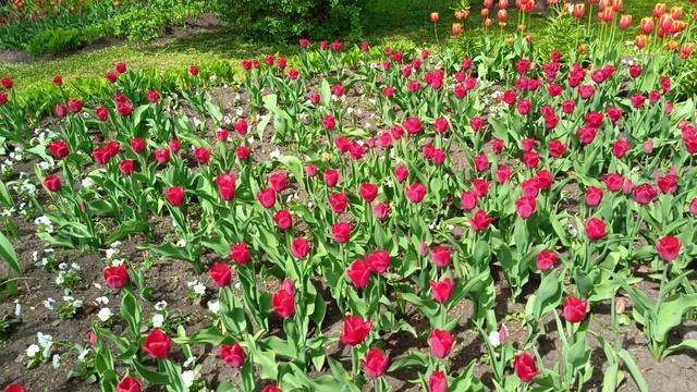 Фестиваль тюльпанов. Елагин остров.2025