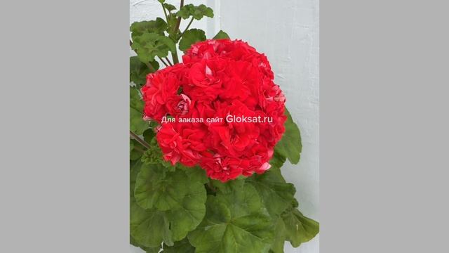 6cb817f61a8e981efae2638f14367720