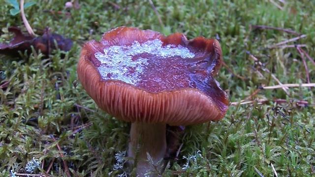 65198e760dfc18f4667735c07a9a35c0