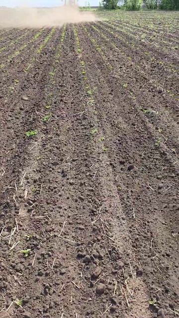 междурядный культиватор 