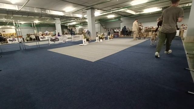 Монопородная выставка ранга ПК - Победитель Клуба / ПП - Победитель породы Москва 19.05.2024 Кобель