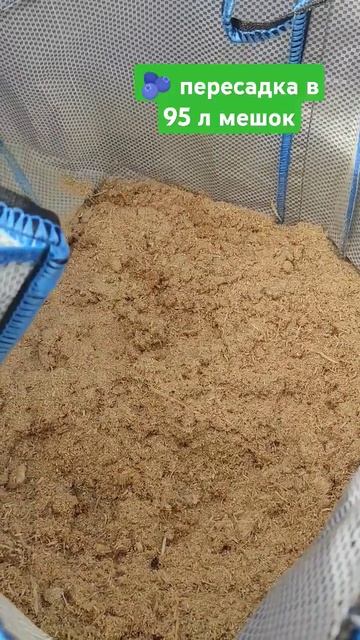 Пересадка 🫐 Важный момент . Что учесть. #сад#огород #да