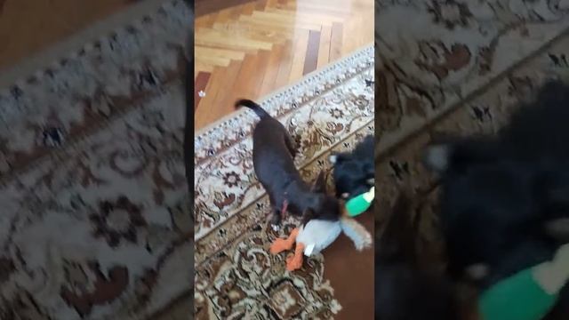 Интересные и полезные игрушки для собак.