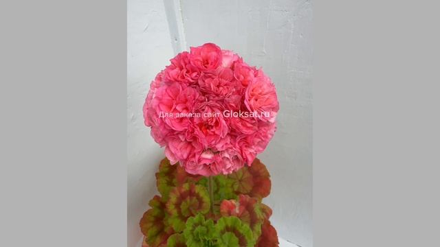 E962cf0be396c66e7b6f439bdcf63a95