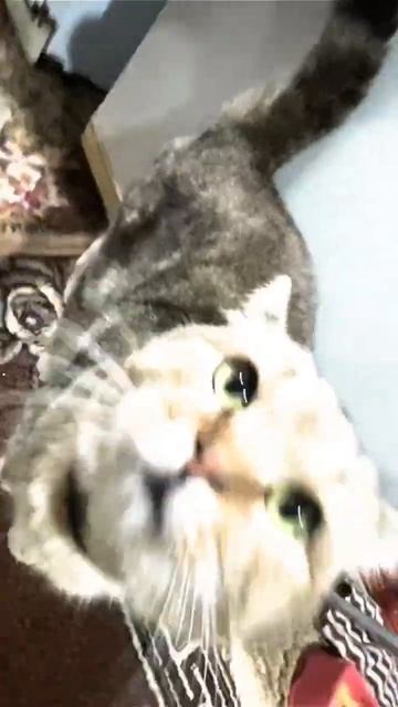 Маркиз в деле при любой системе 🐈🥷🥷#automobile #bmwe60m5 #litvin